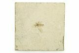 Detailed Fossil March Fly (Plecia) w/ Legs - Wyoming #245644-1